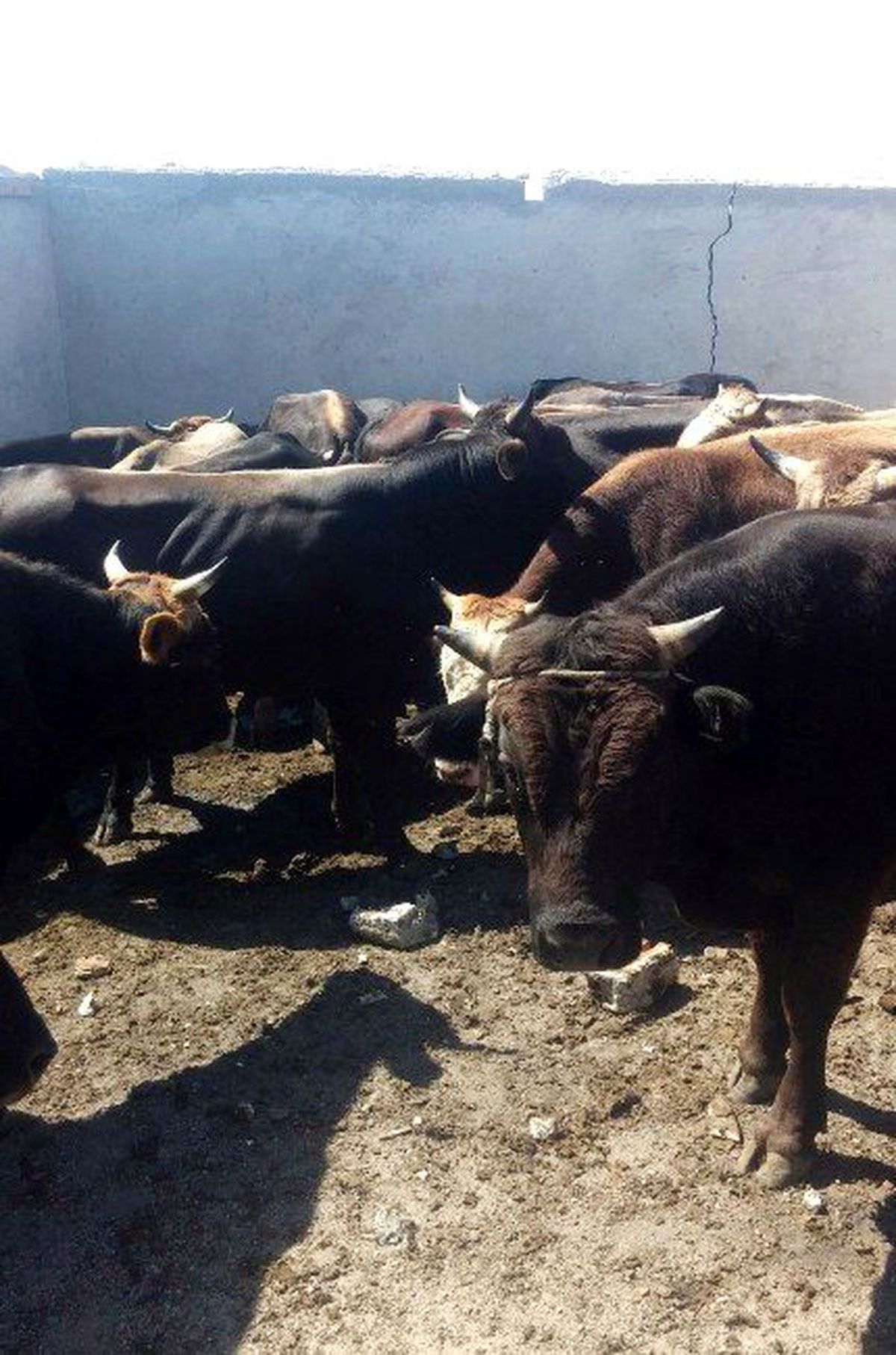 Gürcistan\'dan Kaçırdılar, Kars\'ta Yakalandılar