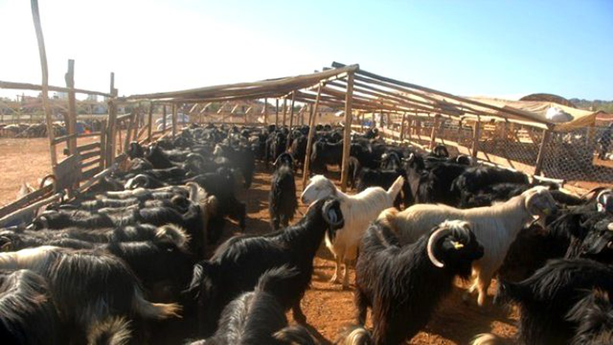 Kepez\'de Kurban Kesim ve Satış Yerleri Belirlendi