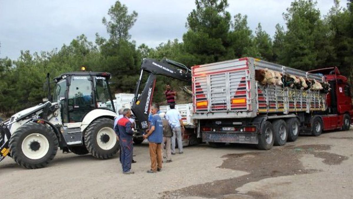 Kurbanlık Hayvan Kamyonda Telef Oldu