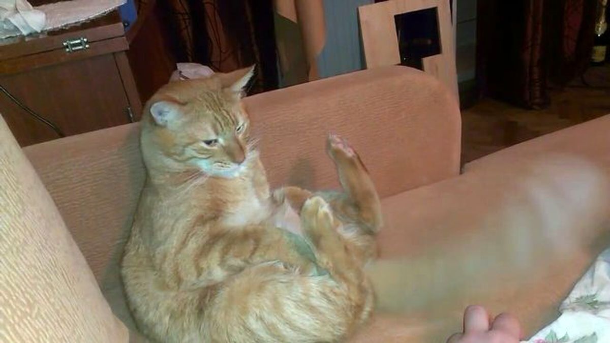 Ayağıyla Oynanınca Kendi Suratına Tekme Atan Şapşik Kedi