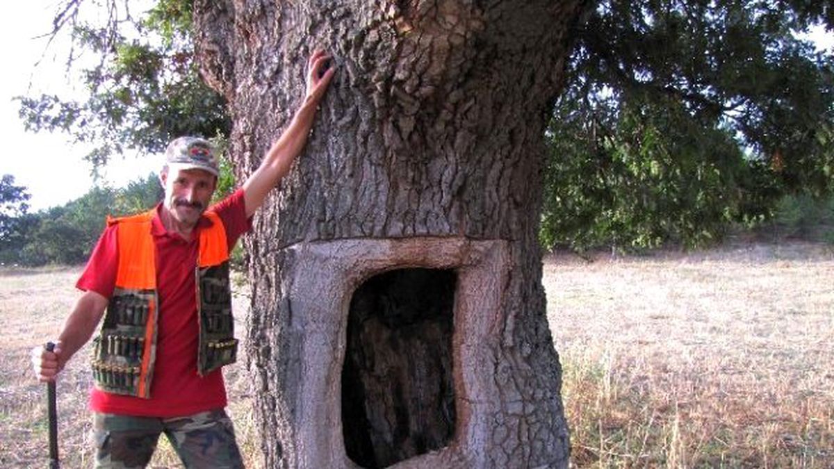 Bu da Pencereli Meşe Ağacı
