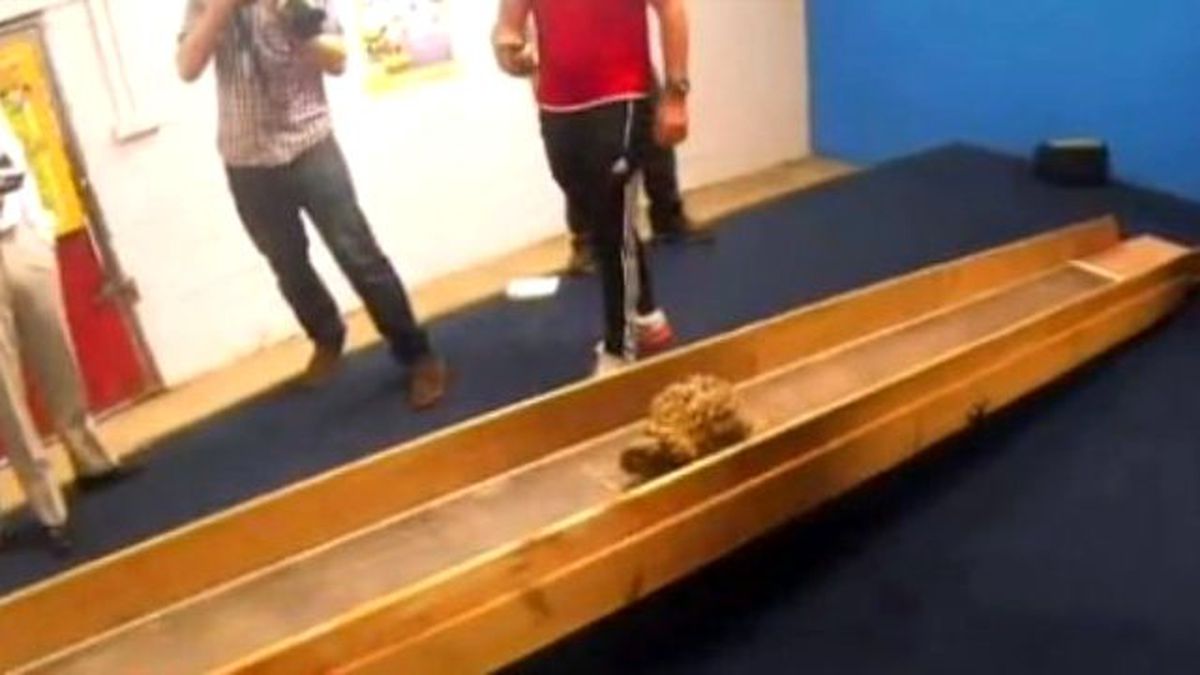 Dünyanın En Hızlı Kaplumbağası