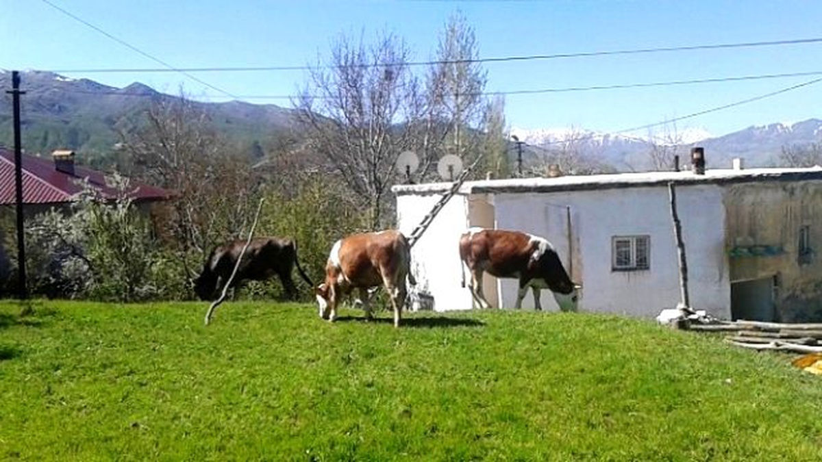 Hayvanları Çalınan Vatandaş Mağduriyetinin Giderilmesini İstiyor