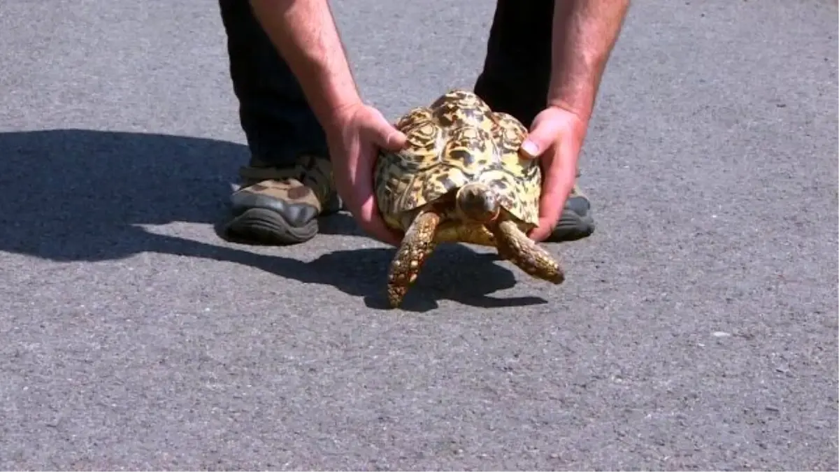 İşte Dünyanın En Hızlı Kaplumbağası!