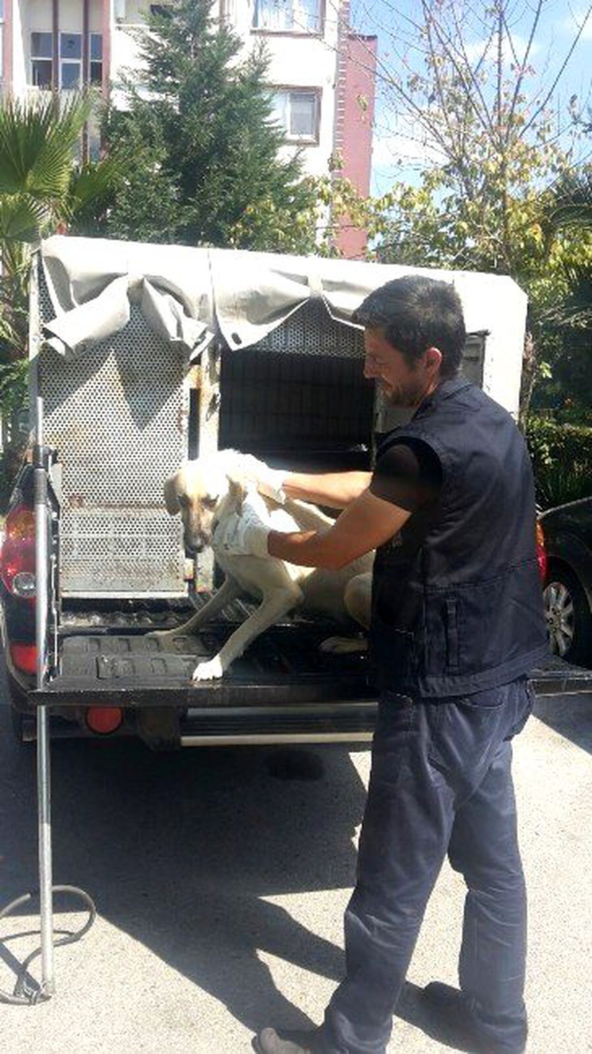 İzmit\'te Günde 15-20 Sahipsiz Köpek Toplanıyor