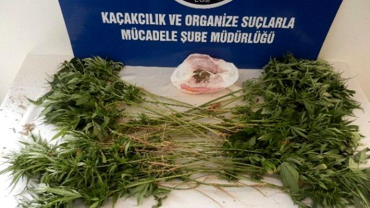 Karabük\'te Emniyetten Hint Keneviri Baskını