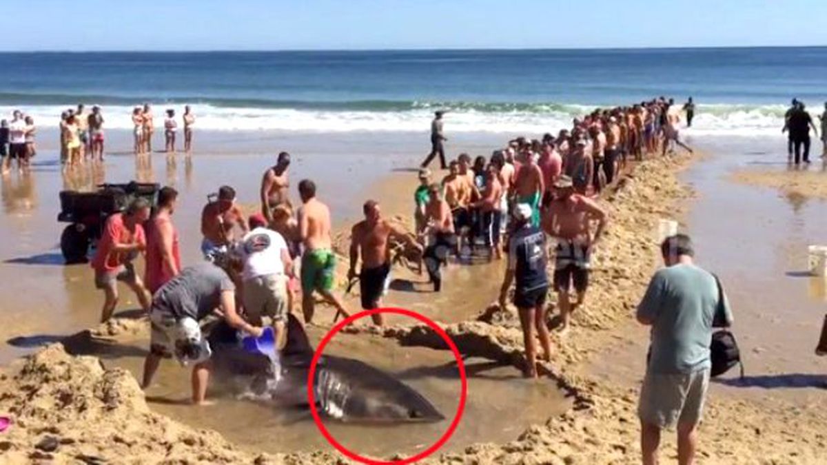 Kıyıya Vuran Köpek Balığı İçin Seferber Oldular