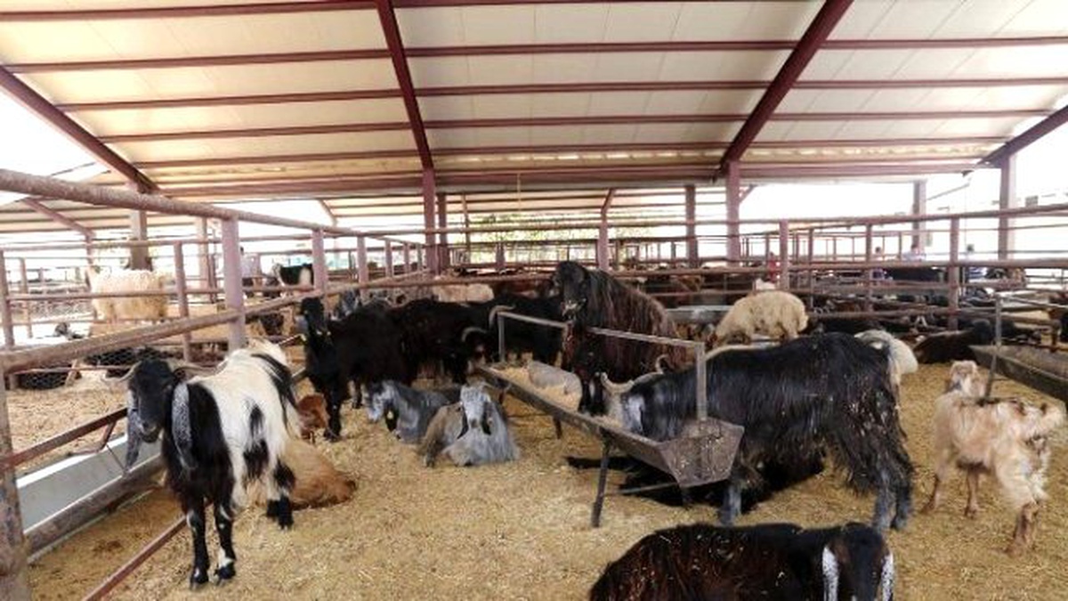 Kurbanlık Satış ve Kesim Yerleri Belirlendi
