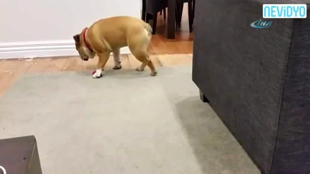 Sevimli Köpek Ayakta Uyudu