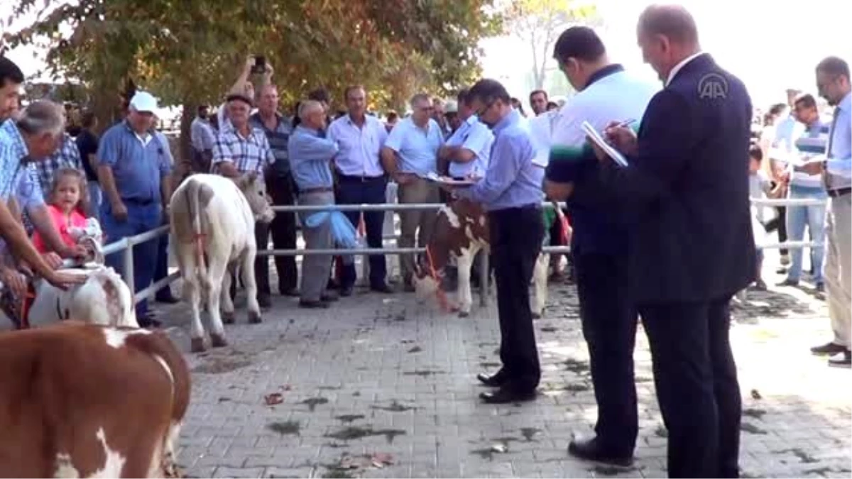 Biga\'da "Sığır Güzellik Yarışması" Yapıldı