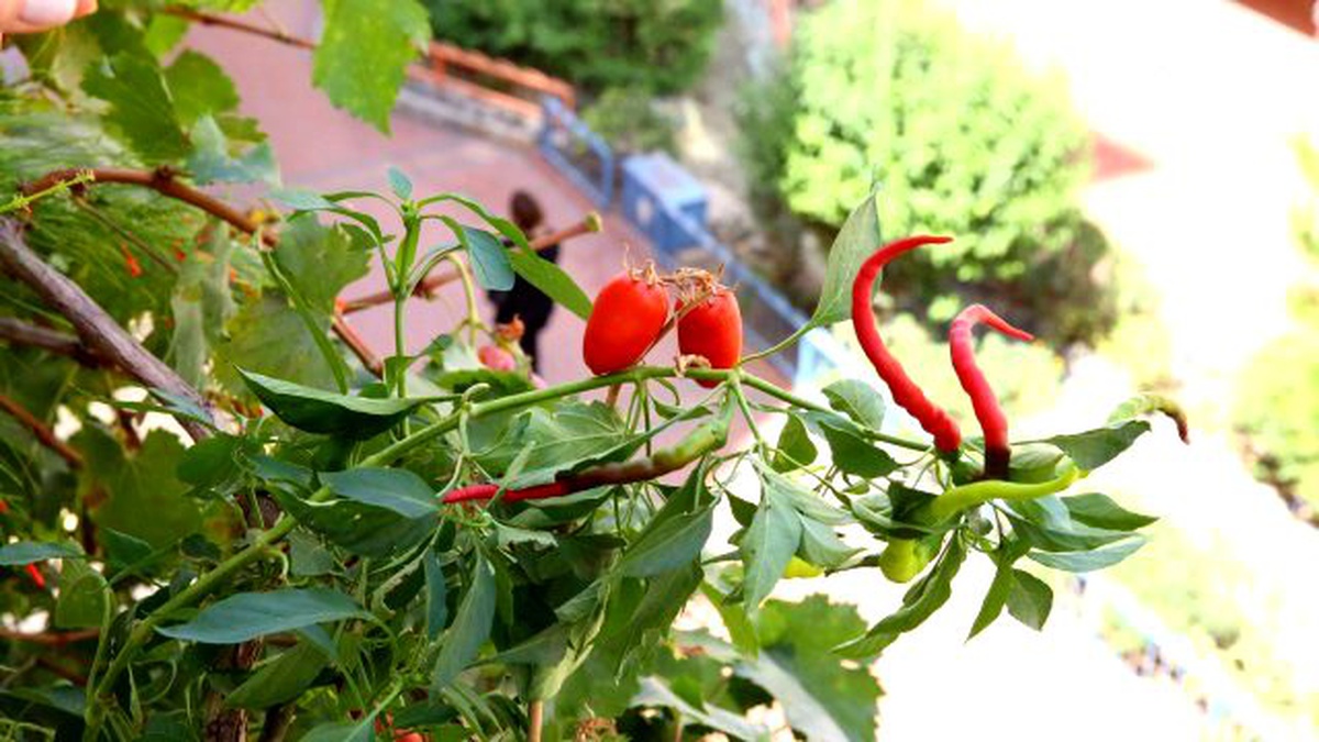 Buca\'da Organik Ürünler Balkonlarda Yetişiyor