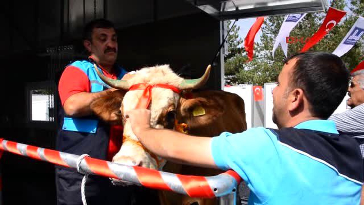 Erzurum\'da Kurbanlara, Mobil Kesim