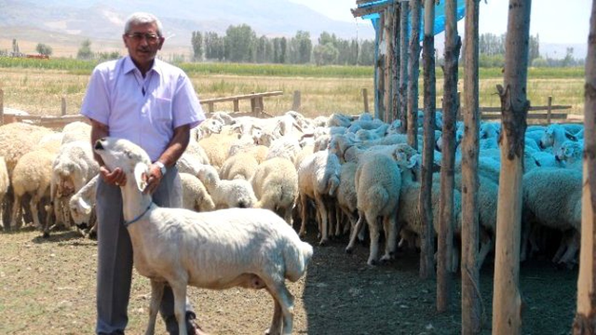 Kurban Bayramında Koç Kesin
