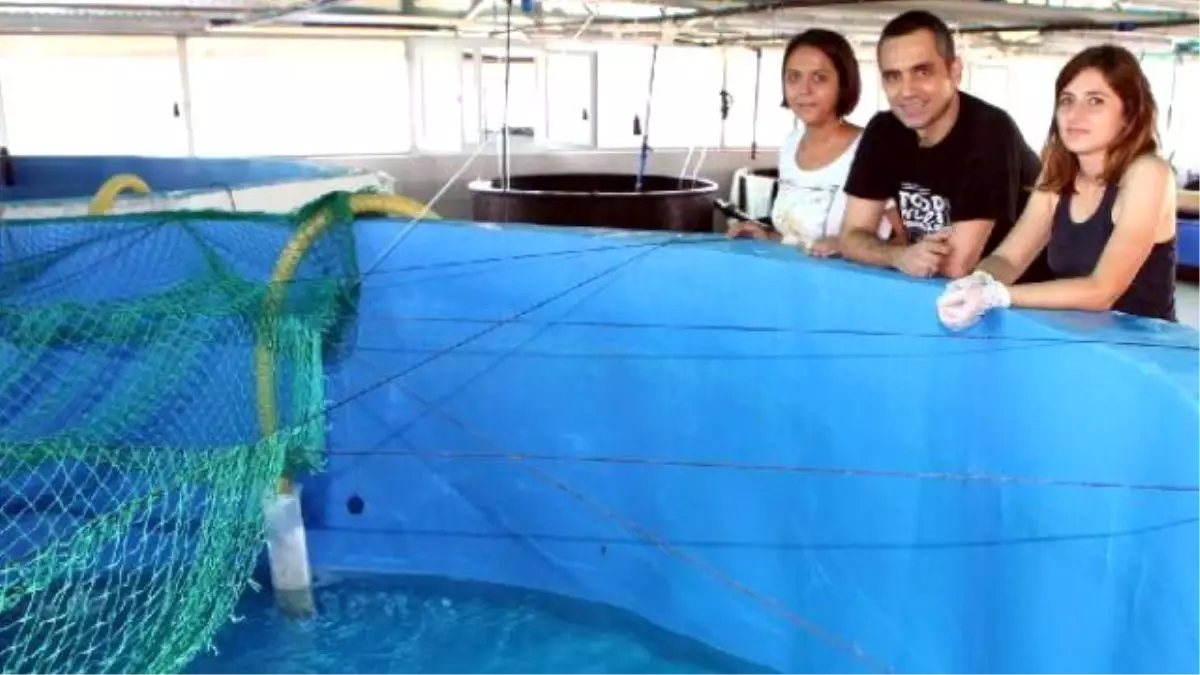 Lagos Balığı Havuzlarda da Üretilebilecek