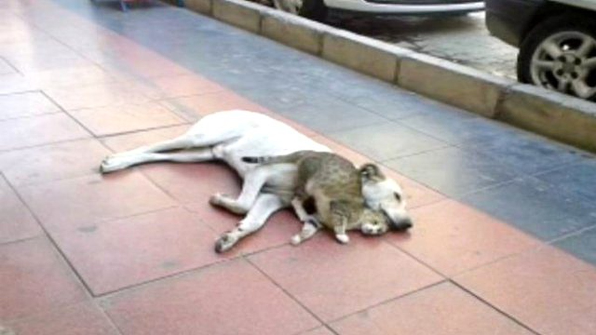 Kedi ve Köpekten Kardeşlik Dersi