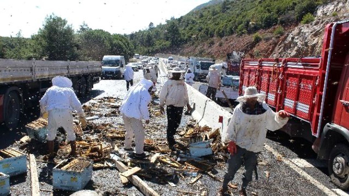 Arı Yüklü Kamyon Devrildi, 18 Kişiyi Arı Soktu