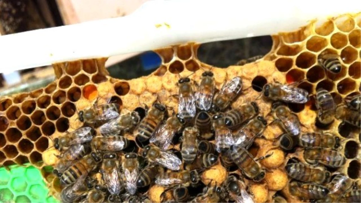 Bal Arılarının Fındık Sırrı