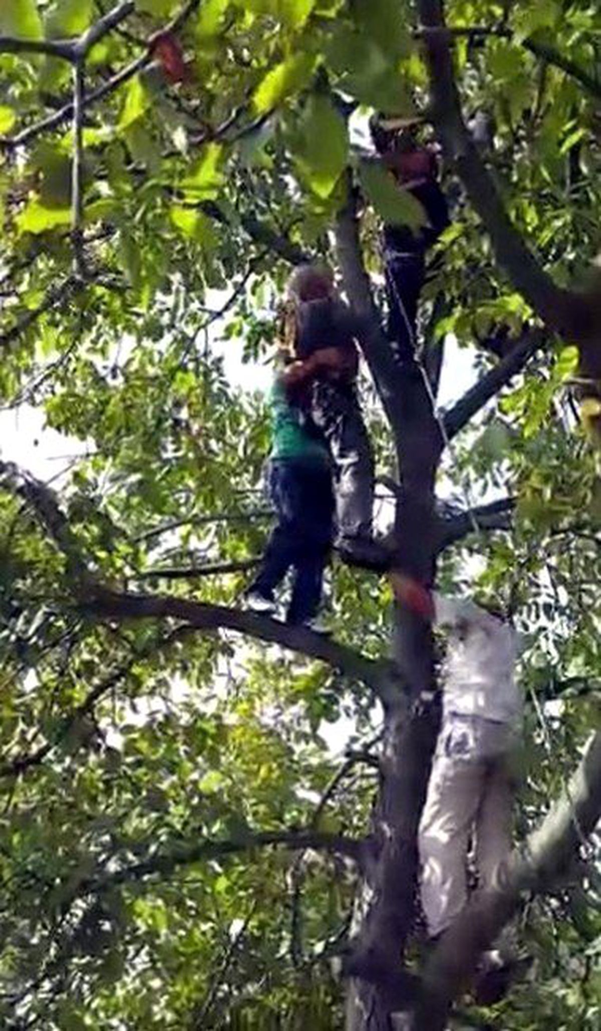 Çıktığı Ceviz Ağacında Bayılan 83 Yaşındaki Adamı İple Kurtardılar