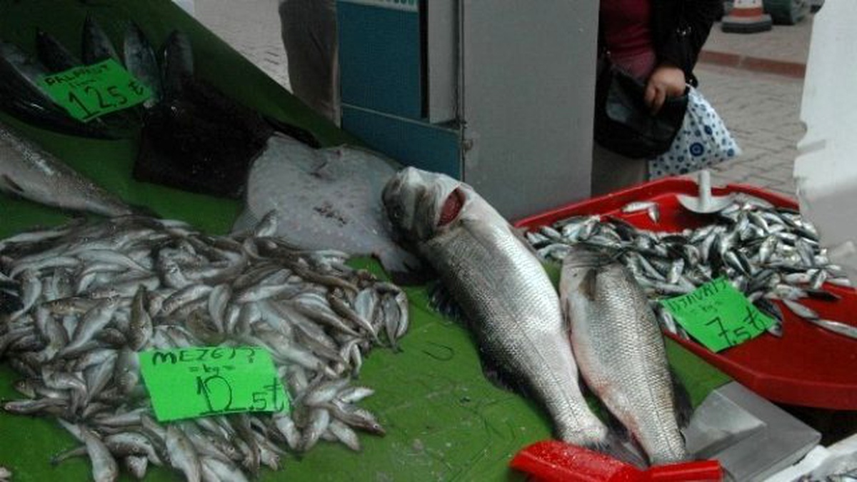 İnebolu\'da 7 Kilo 700 Gramlık Levrek Şaşırttı