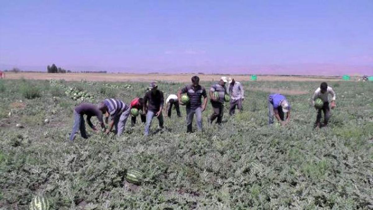 Karpuz Toplamaya Urfa\'dan Muş\'a Geldiler