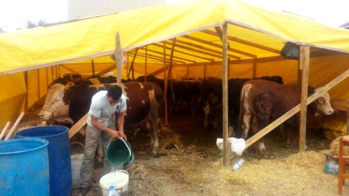 Kurbanlık Çadırını Keserek Danayı Kaçırdılar