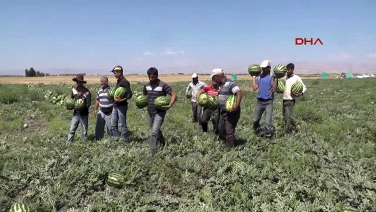Muş Karpuz Toplamaya Urfa\'dan Muş\'a Geldiler