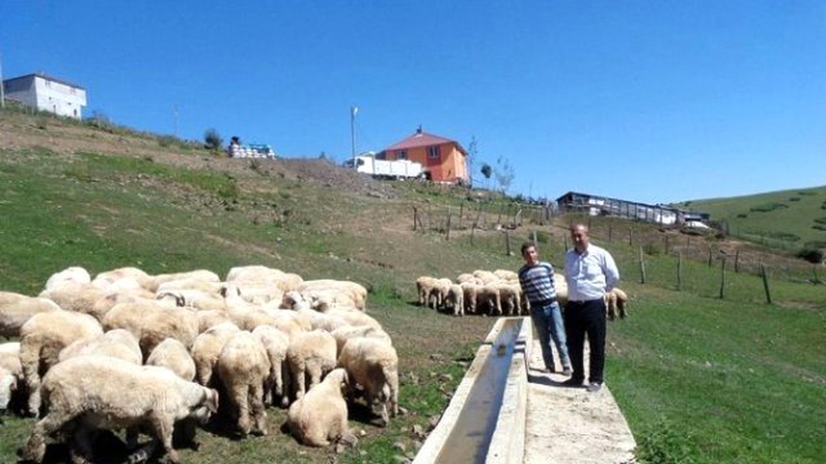Ordu\'da Kurban Fiyatı 600 Lira