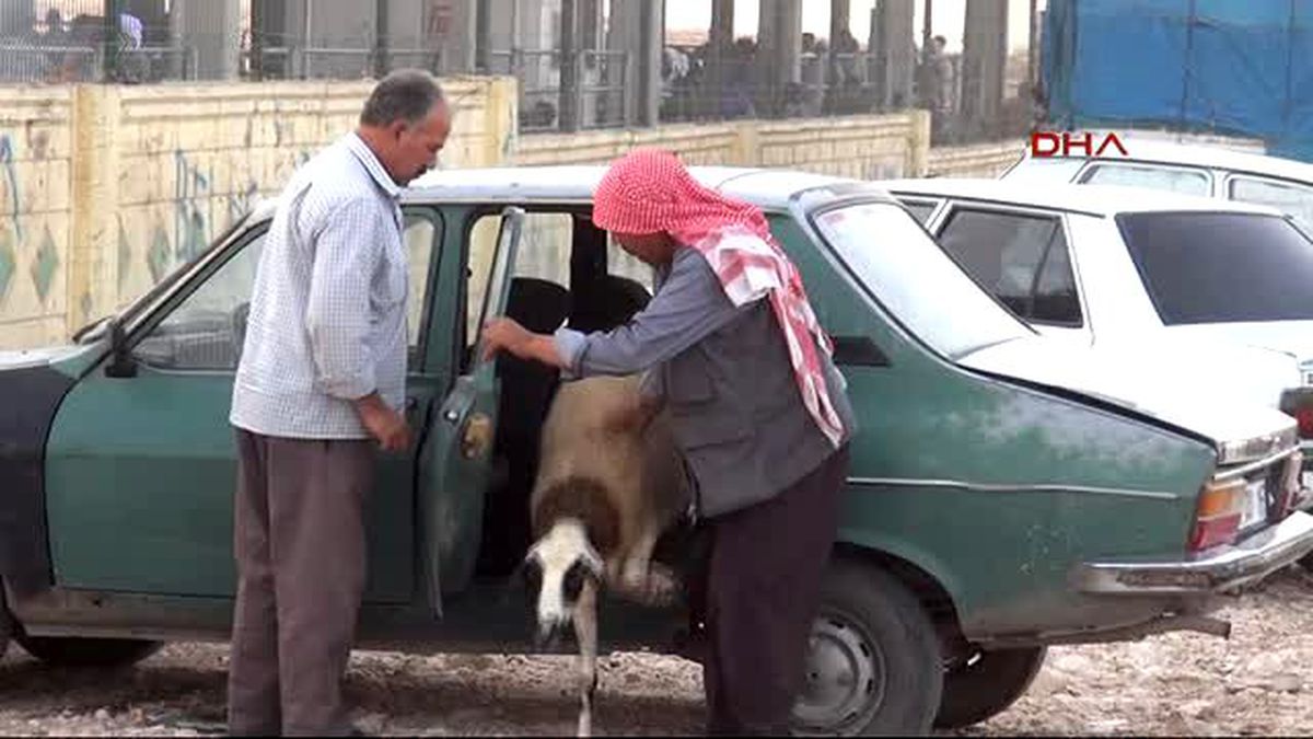 Şanlıurfa Terör Olayları Hayvancılığı Vurdu