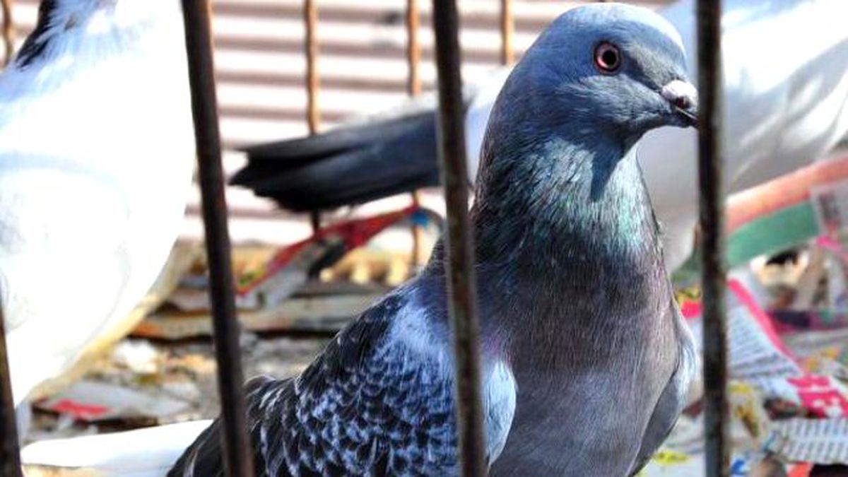 Umudun Sembolü Güvercinler Satıcısını Güldürmüyor