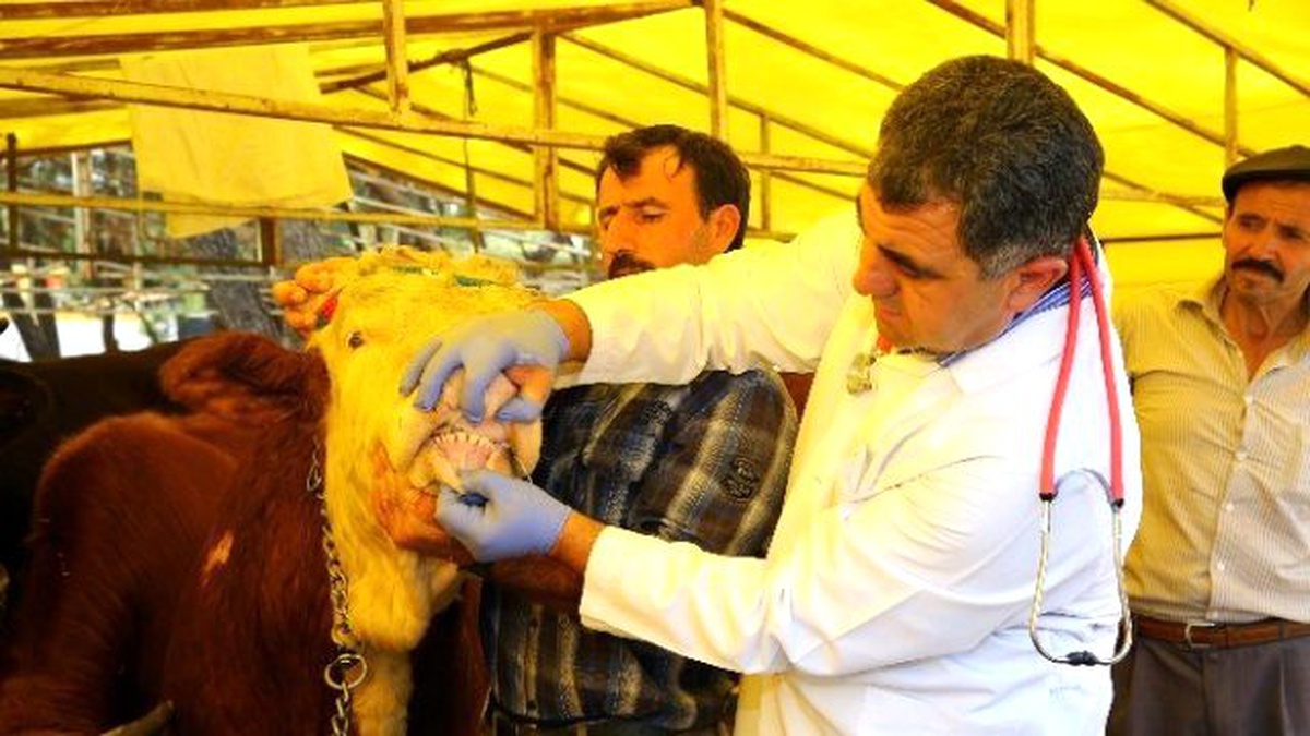 Uzmanlardan Vatandaşlara \'Kurbanlık\' Uyarısı