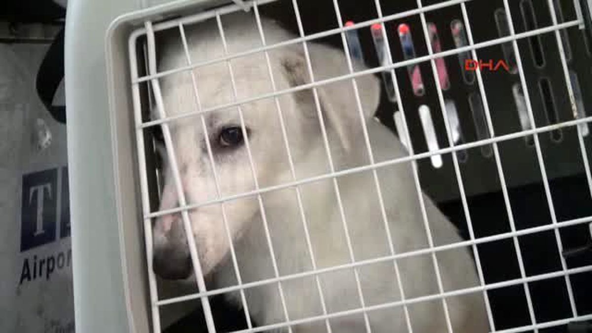 Felçli Sokak Köpeğinin Yeni Yuvası Abd