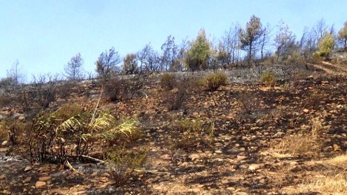 Hatay\'da Orman Yangını Söndürüldü