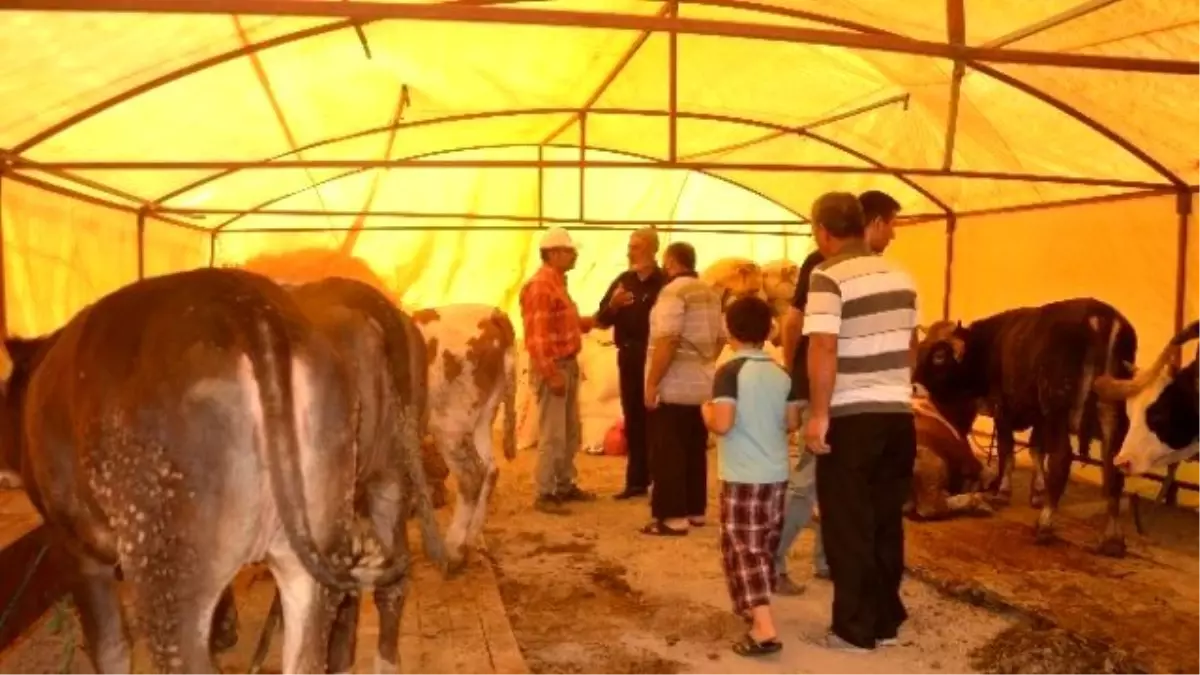 Kayseri\'de Kurbanlık Hayvanlar Satışa Çıktı