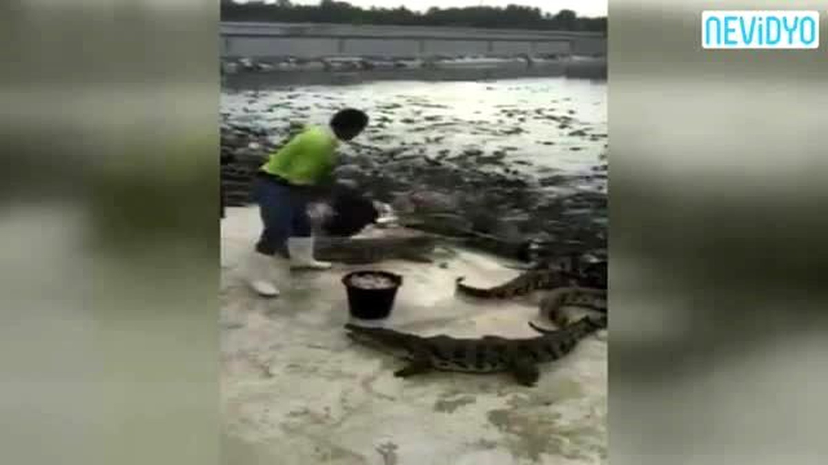 Yüzlerce Timsahları Böyle Besliyorlar