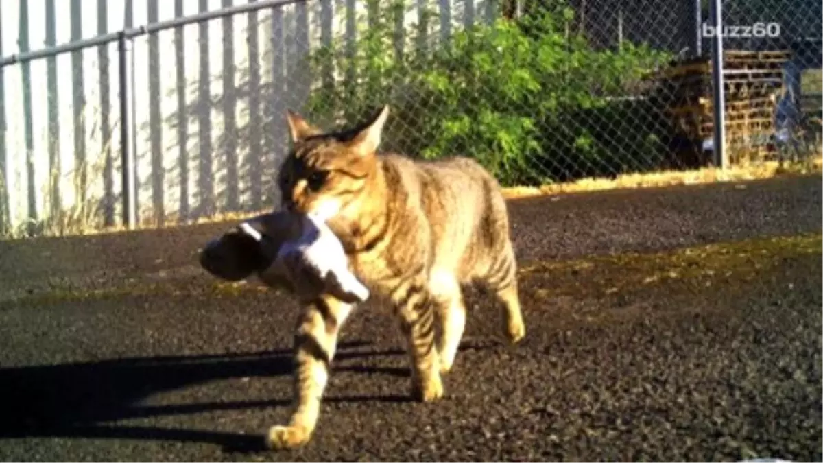 Cat Steals Marijuana And Brings İt To Police