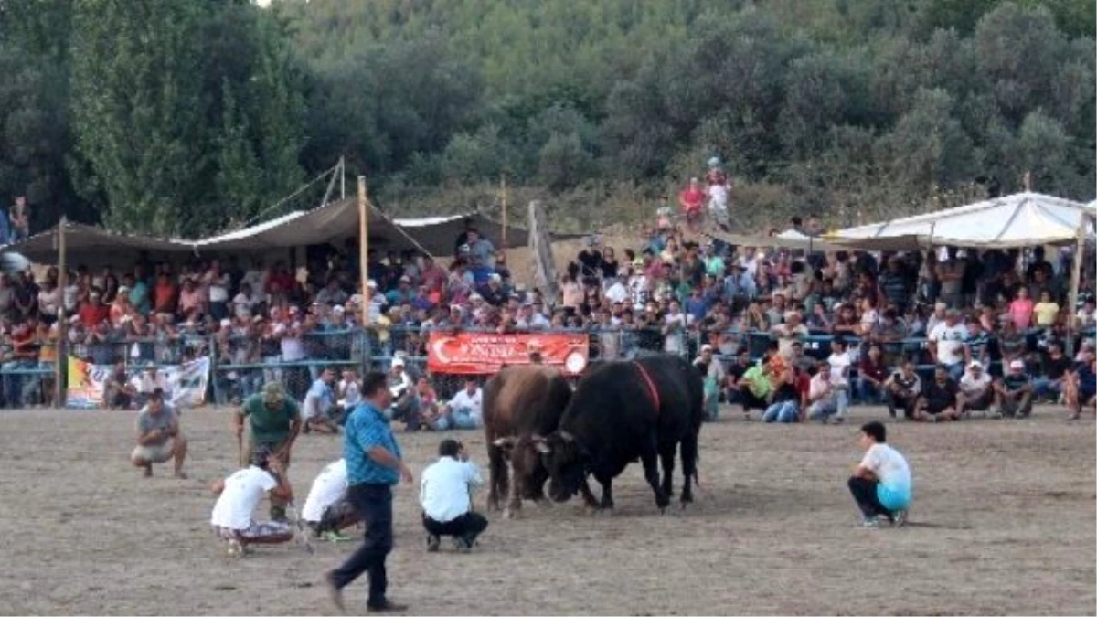 İncirliovalı Ateşdağlı Ege\'nin Başboğası Seçildi