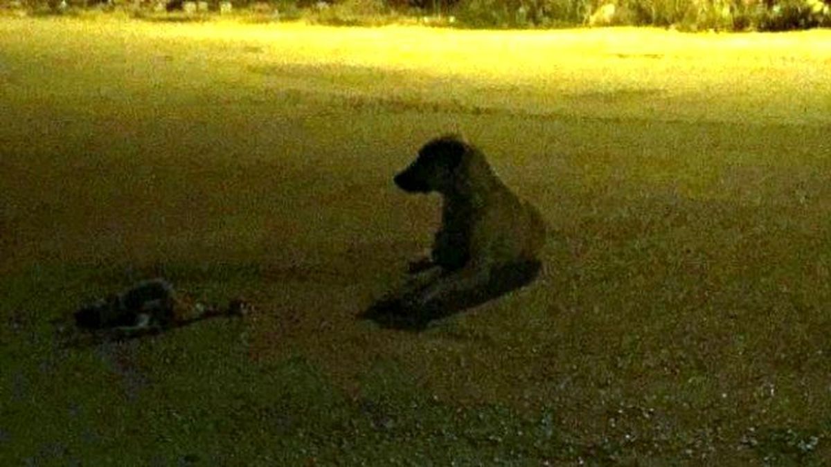 Kazada Ölen Yavrusunun Başından Ayrılmadı