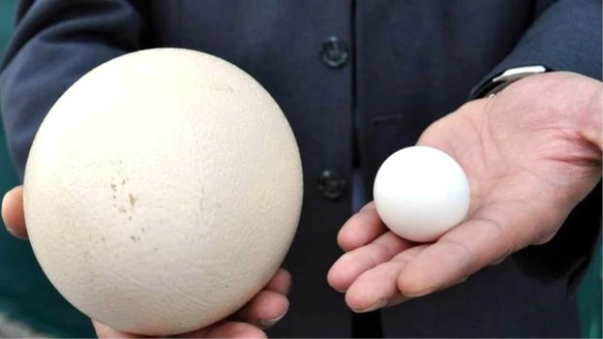 Talep Patladı, Seralara Deve Kuşu Yumurtası Yetiştiremiyor