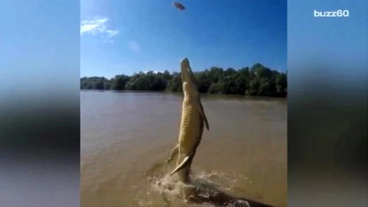 Watching This Croc Launch İtself Out Of The Water Will Give You Serious Nightmares