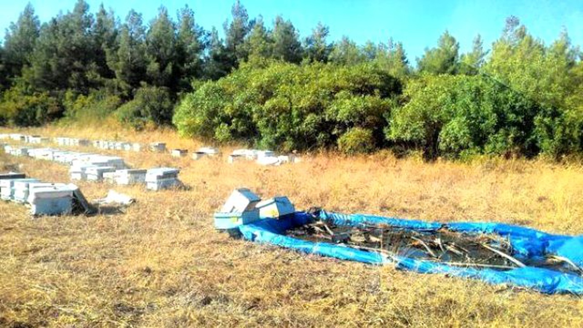 Kazada Yola Saçılan Kovanlardaki Arılara Can Suyu Ormancılardan