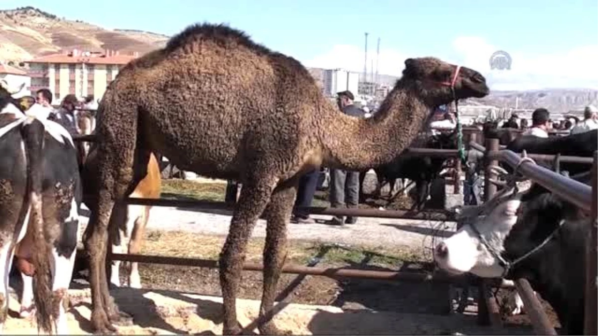 Kurbanlıklar Görücüye Çıktı - Çankırı / Kars /