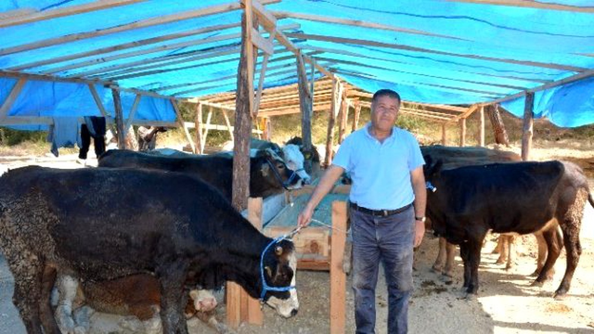 Manavgat\'ta Kurbanlıklar Görücüye Çıktı