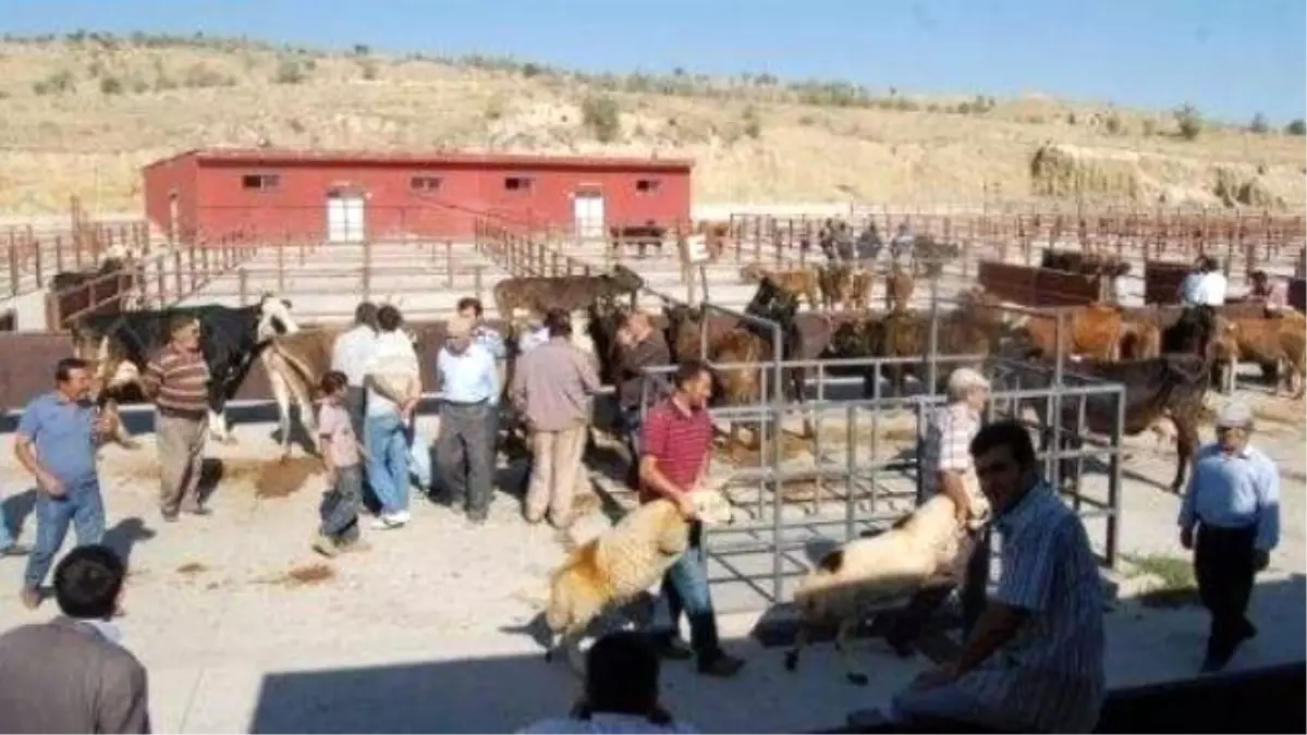 Nevşehir\'de Kurbanlık Fiyatları El Yakıyor