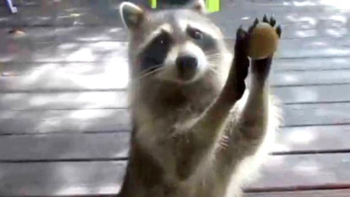 Sevimli Rakun Görenleri Kendine Hayran Bıraktı