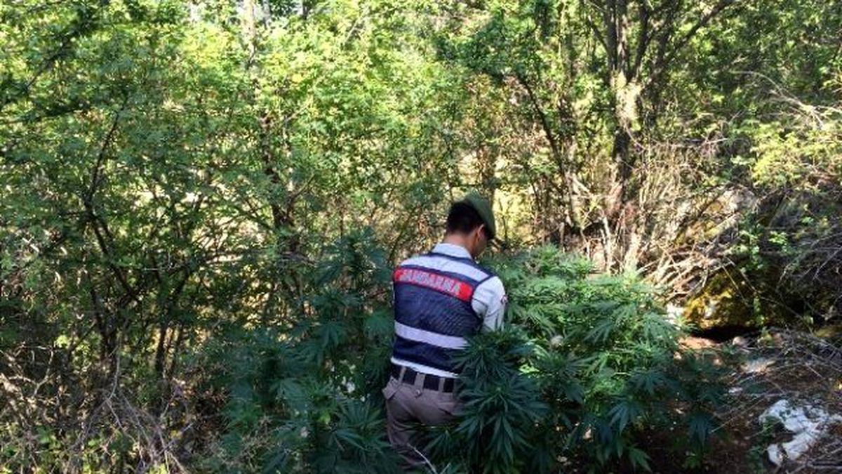 Seydikemer\'de 5 Bin Kök Kenevir Ele Geçirildi