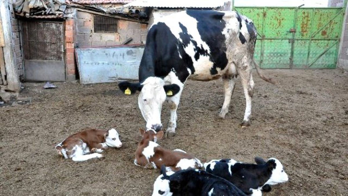 Uşak'ta Damızlık Düve Dördüz Buzağı Doğurdu