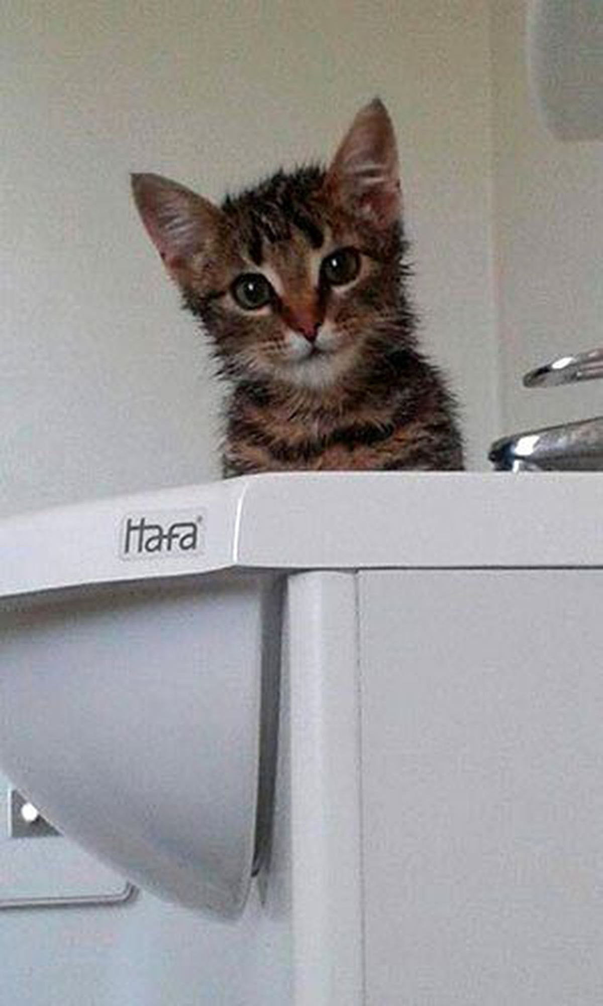 Yavru Kedi Yakılmaktan Son Anda Kurtarıldı