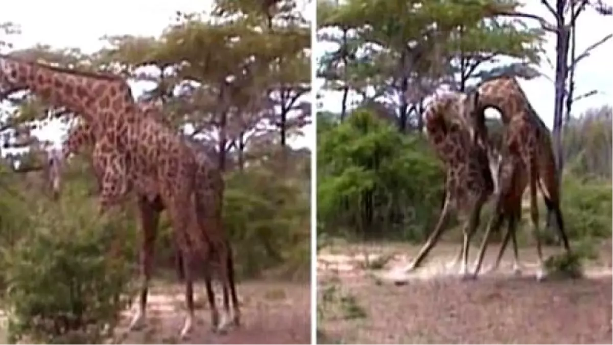 Zürafa Kavgası Kameraya Böyle Yansıdı