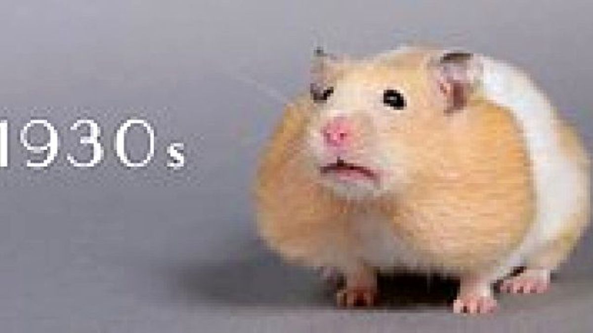 60 Saniyede Hamsterların Son 100 Yıldaki Değişimleri