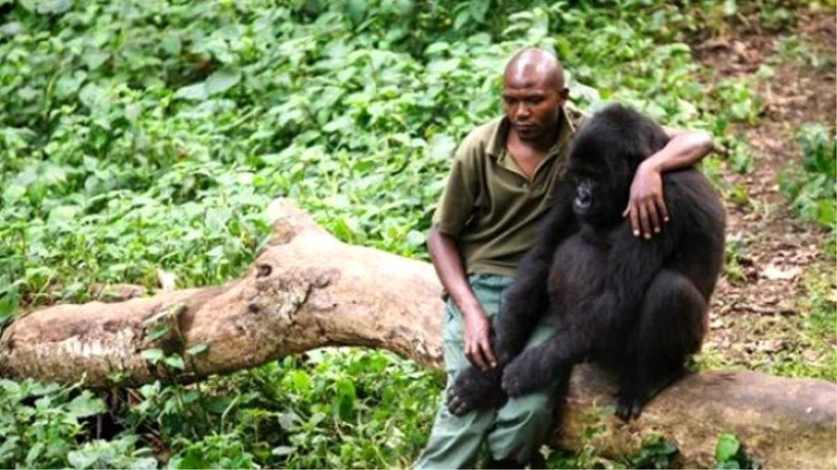 Annesi Öldürülen Gorili, Park Görevlisi Teselli Etti!
